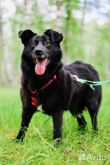 Собака из приюта Некрасовка