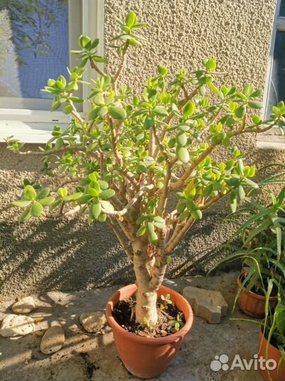 Продам денежное дерево