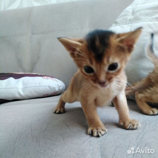 Абиссинская