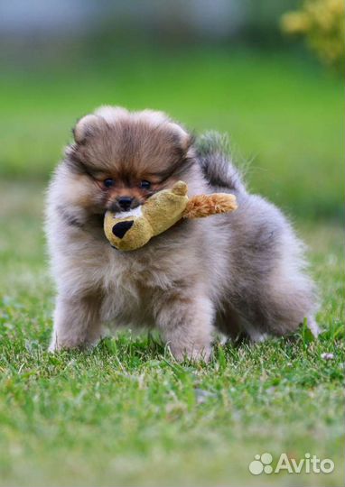 Шпиц щенок померанский мальчик