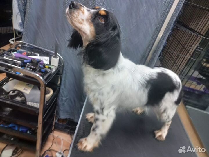 Стрижка кошек и собак