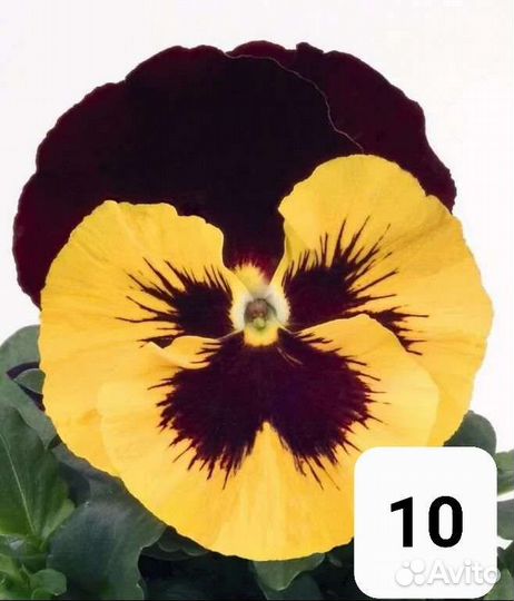 Рассада виола