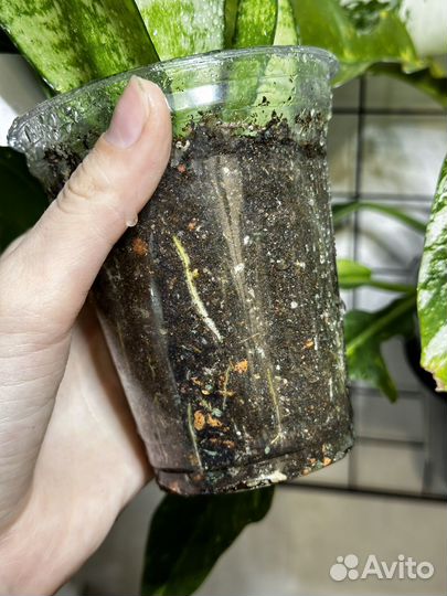 Сансевиерия ханни грин