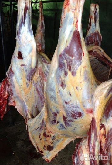 Мясо молодой конины