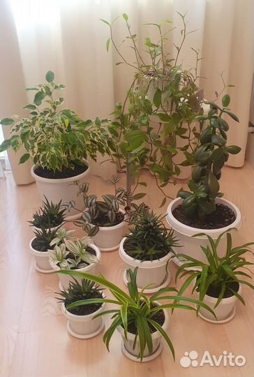Фикус. Крассула. Традескнция. Хавортия. Хлорофитум
