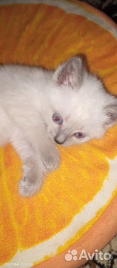 Котëнок сиамский