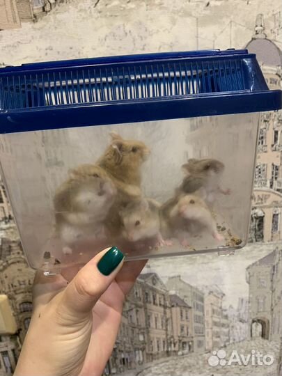 Джунгарский хомяк