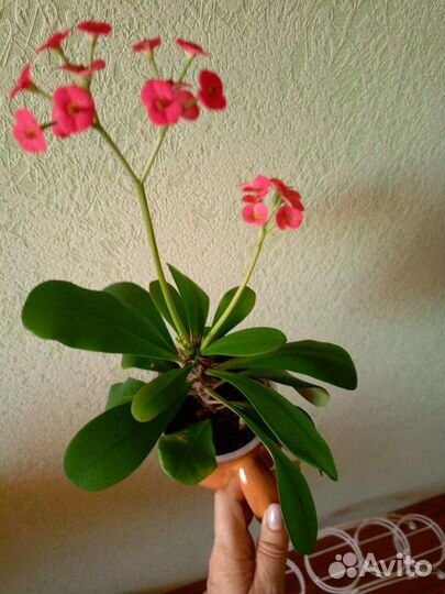 Молочай Миля