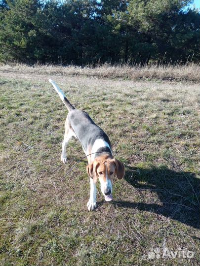 Русская пегая гончая
