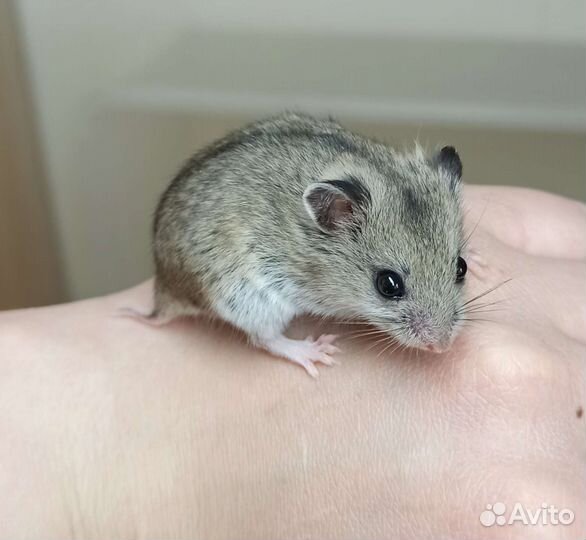 Китайский хомячок