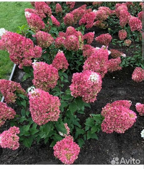 Гортензия метельчатая