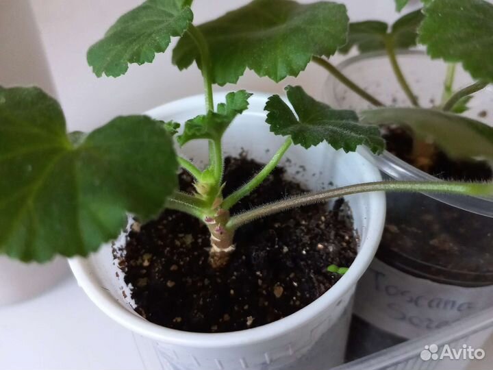 Пеларгония герань сортовая