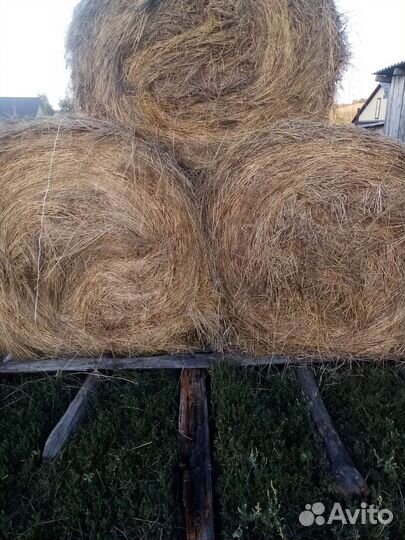 Продам сено в рулонах