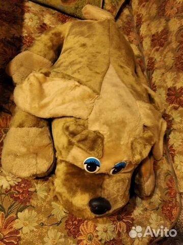 Собака новая