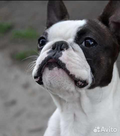 Вас ждет настоящий друг