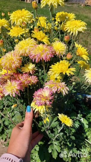 Хризантема хамелеон жёлтая на Лодыгина