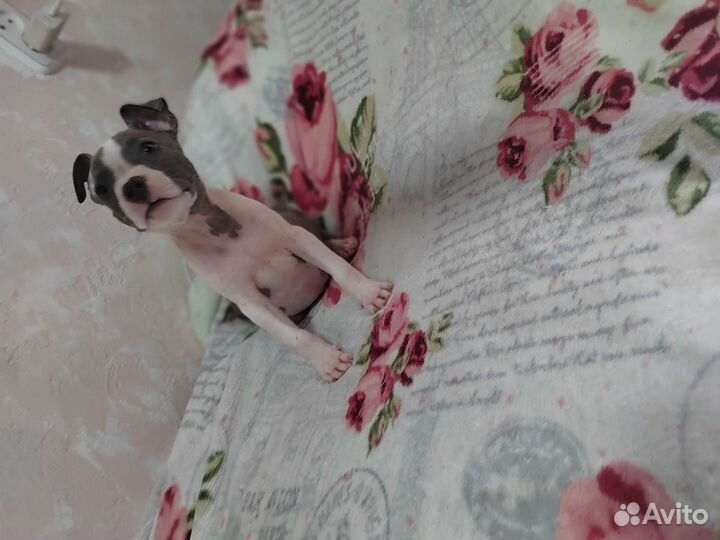 Стаффордширский терьер