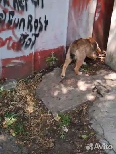 Брошенный щенок