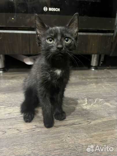Черный котенок