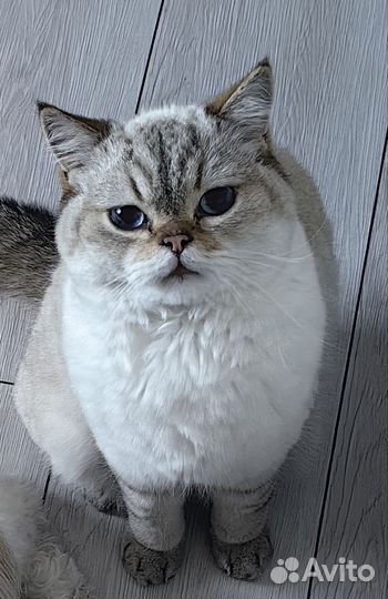 Отдам кота в добрые руки