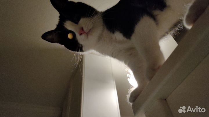 Маленькая охотница в добрые руки (кошка)