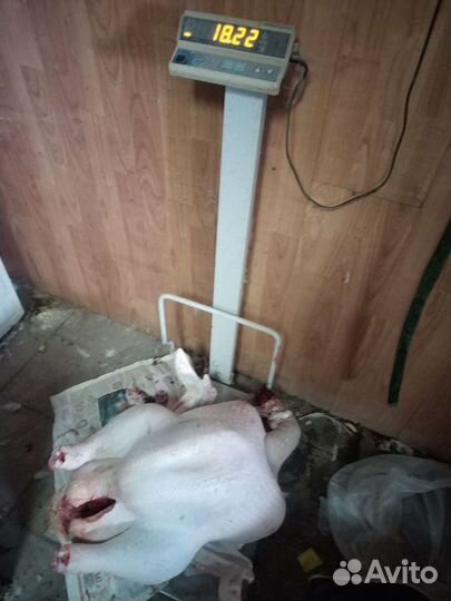 Индюшата