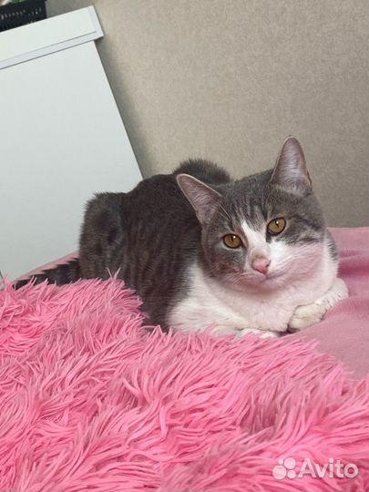 Отдам котика в добрые руки