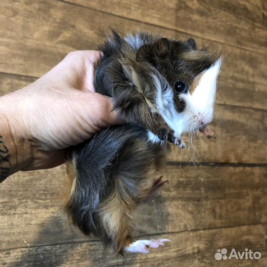 Морские свинки.Малыши.Перуанские.Девочки