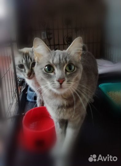 Кошки