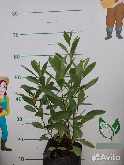 Розничные продажи саженцев