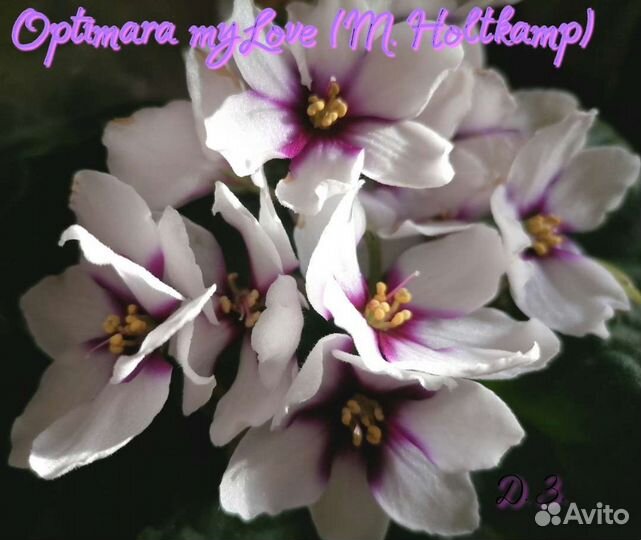 Фиалки сортовые