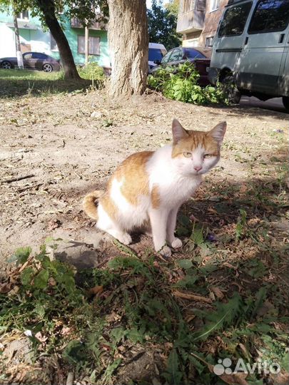 Кошка в дар бесплатно