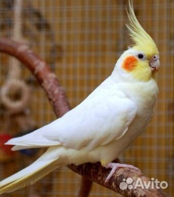 Корелла-нимфа