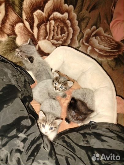 Котята без породы