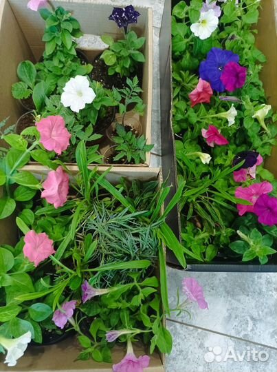 Растения для сада