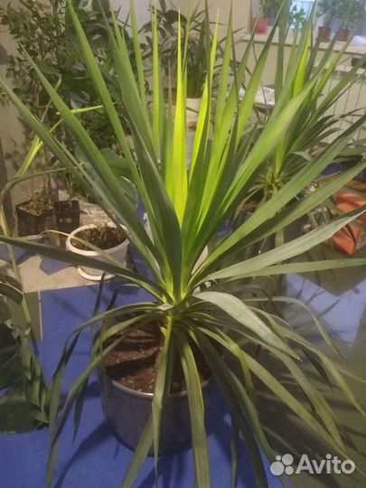 Комнатные растения