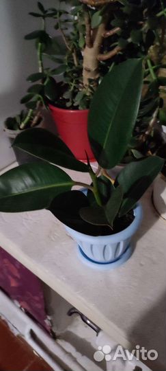 Фикус каучуконосный