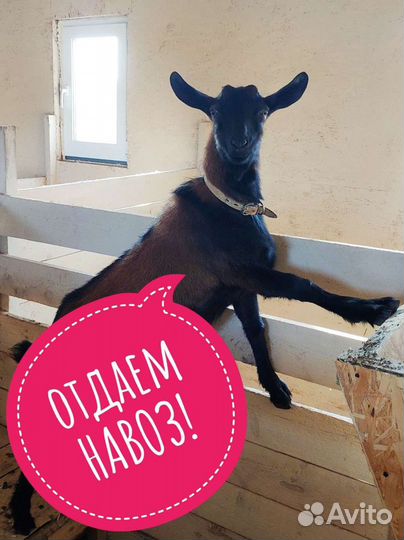 Отдаем помёт и навоз