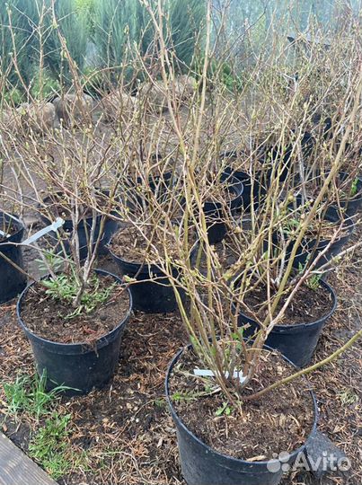 Голубика садовая