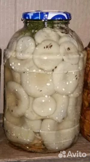 Продаю грибы