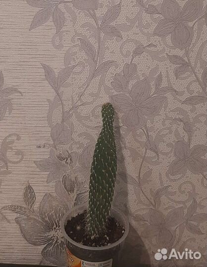 Цветы комнатные