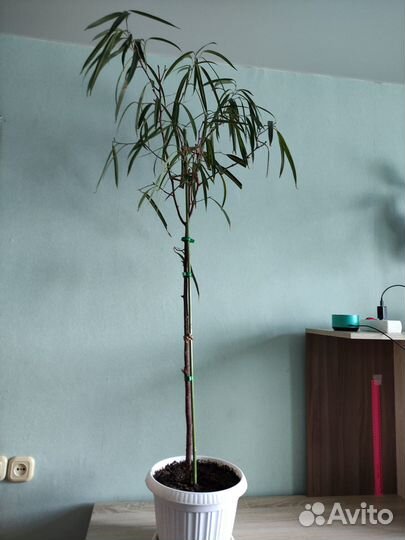 Взрослые фикусы