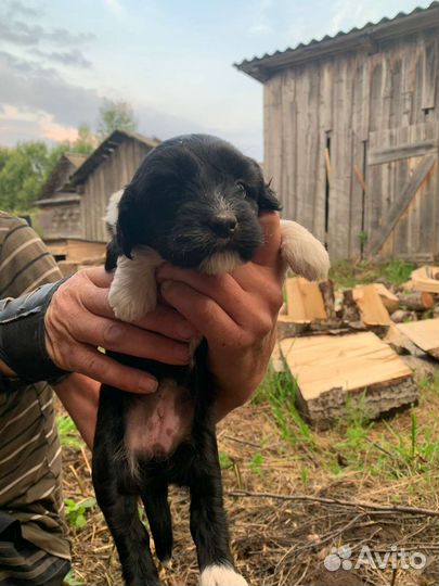 Отдам щенков