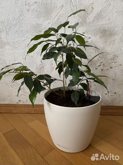 Бенджамина