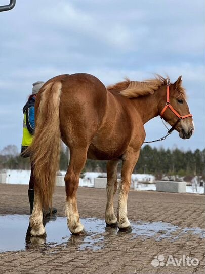 Лошадь советская тяжеловозная кобылка