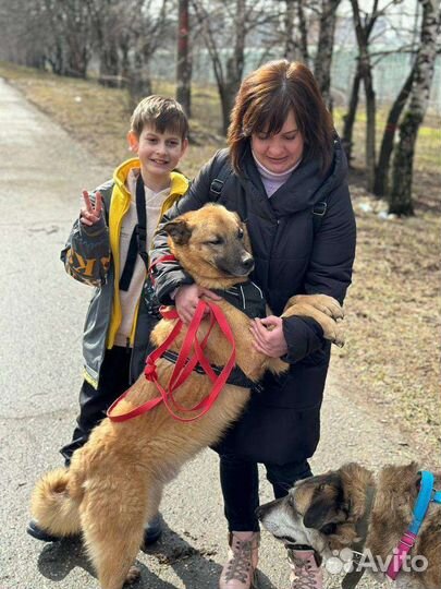 Очаровательный Тобиас мечтает о семье и доме