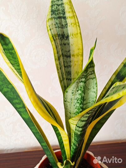 Сансевиерия лауренти сортовая