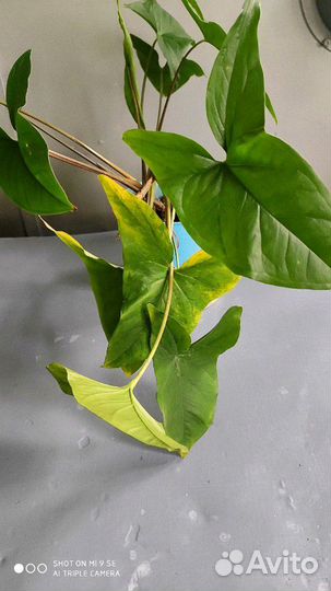 Папоротник