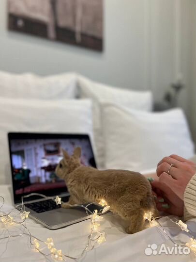 Мини Кролики Ручные Контактные из Питомника