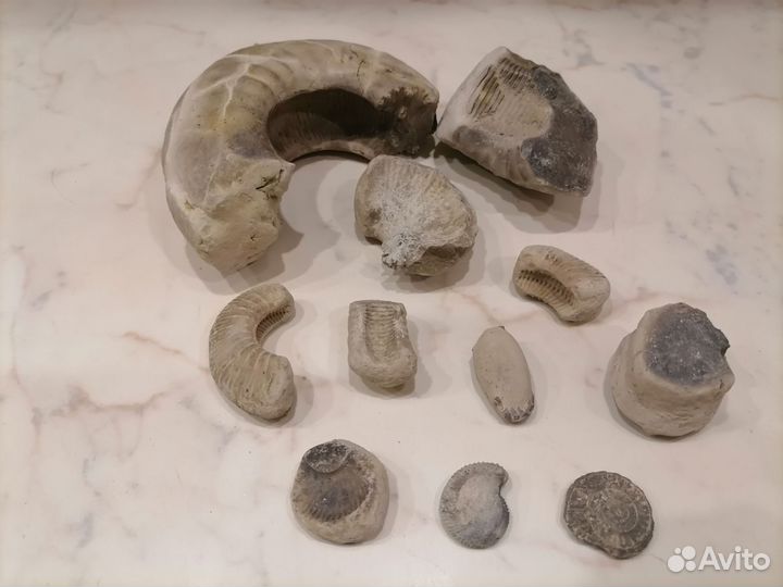 Раковины и окаменелости древних моллюсков